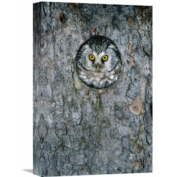 'Tengmalm's Owl or Boreal Owl Peaking Through Hole in Tree, Sweden' Photographic Print PK358