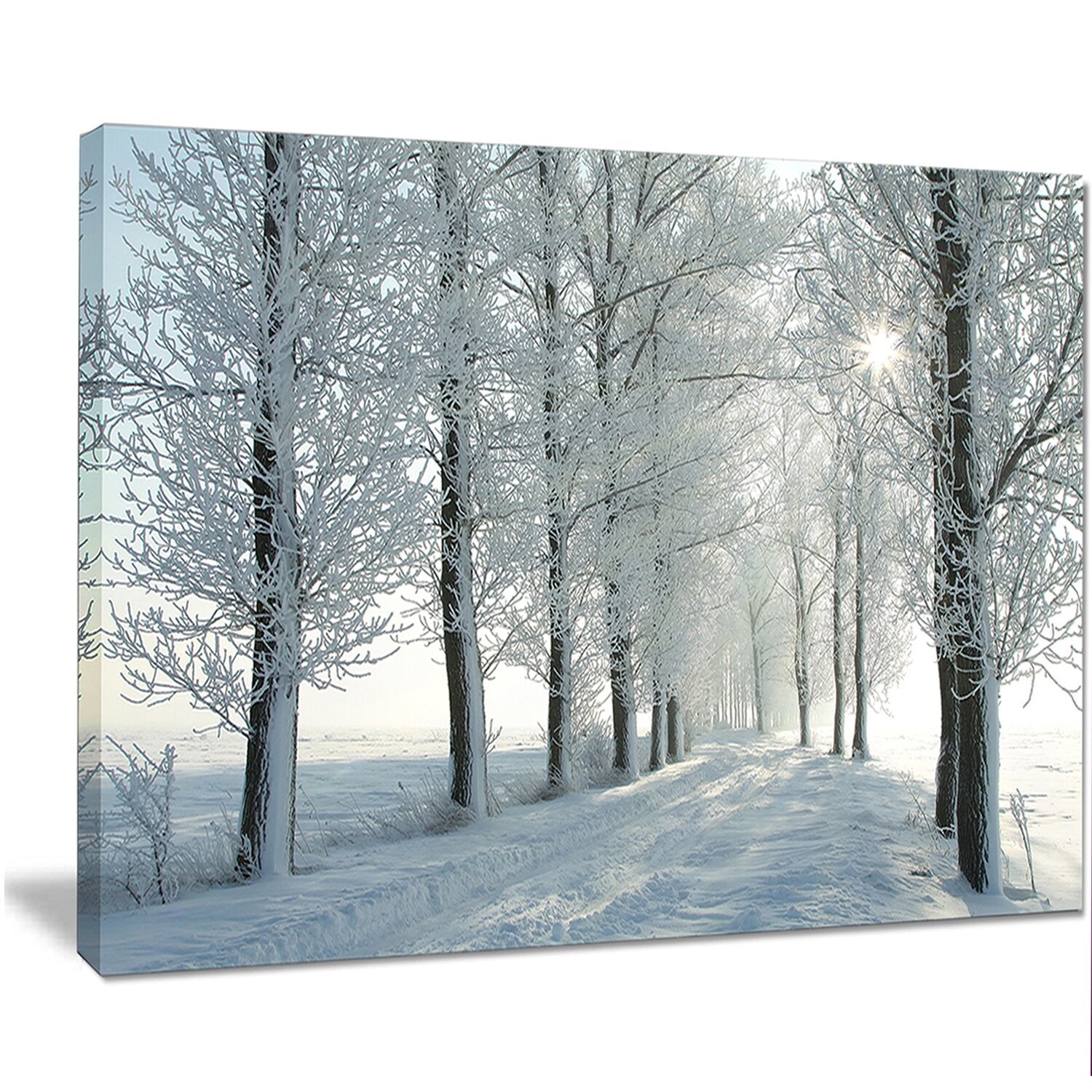 8" H x 12" W x 1" D White 'Winter Trees Backlit by Morning Sun' Photographic Print on Wrapped Canvas K6910