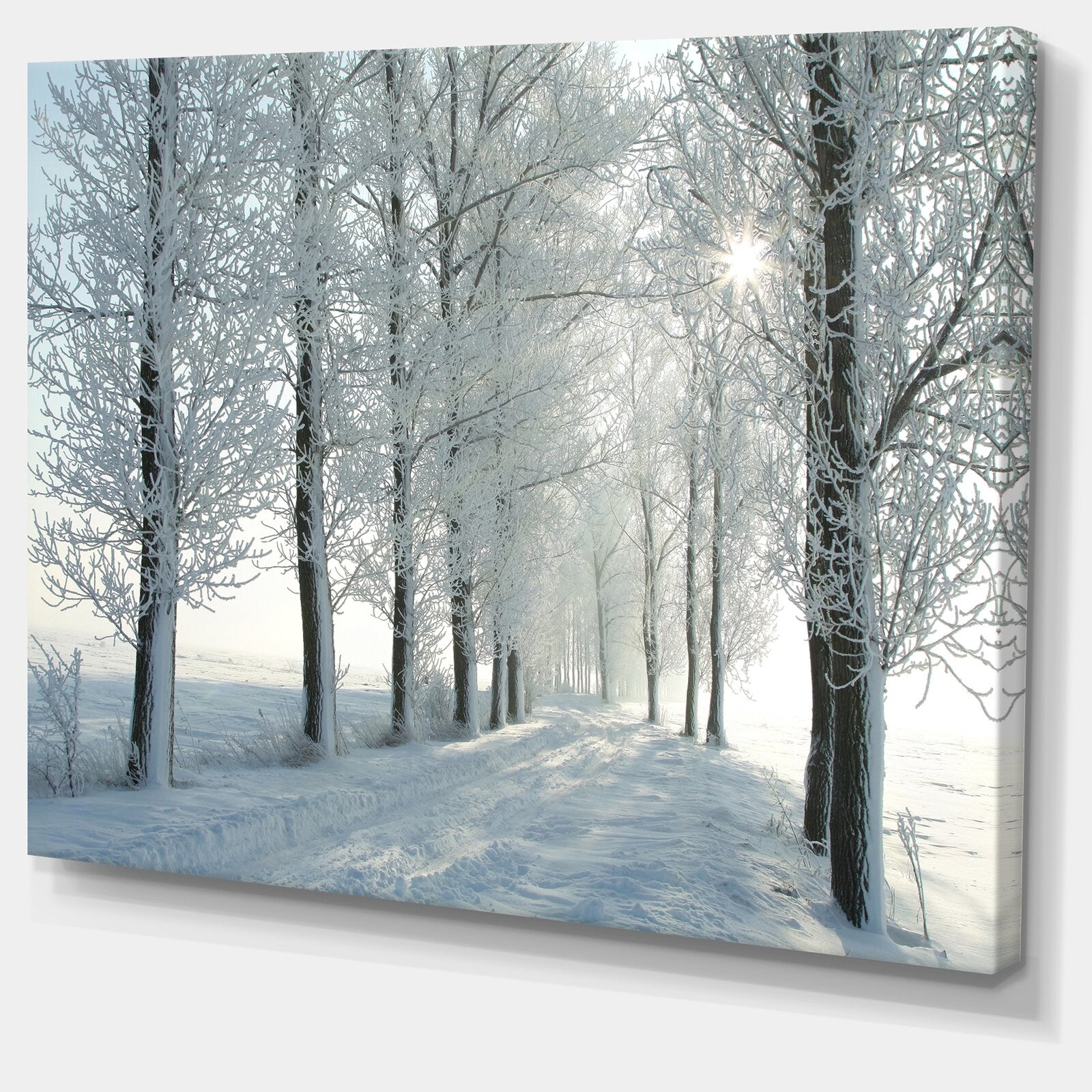 8" H x 12" W x 1" D White 'Winter Trees Backlit by Morning Sun' Photographic Print on Wrapped Canvas K6910