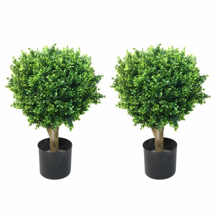 2 - Piece Hedyotis Boxwood Topiary in Planter (Set of 2)
