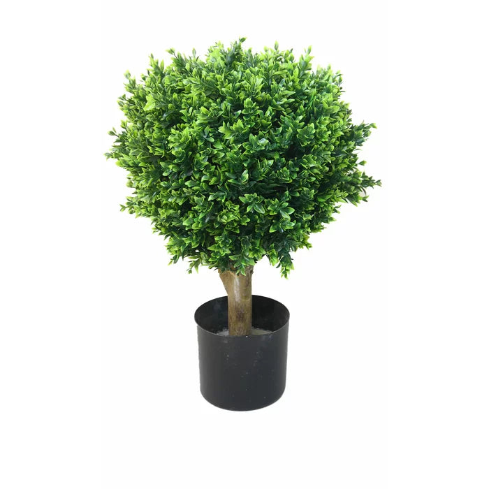 2 - Piece Hedyotis Boxwood Topiary in Planter (Set of 2)