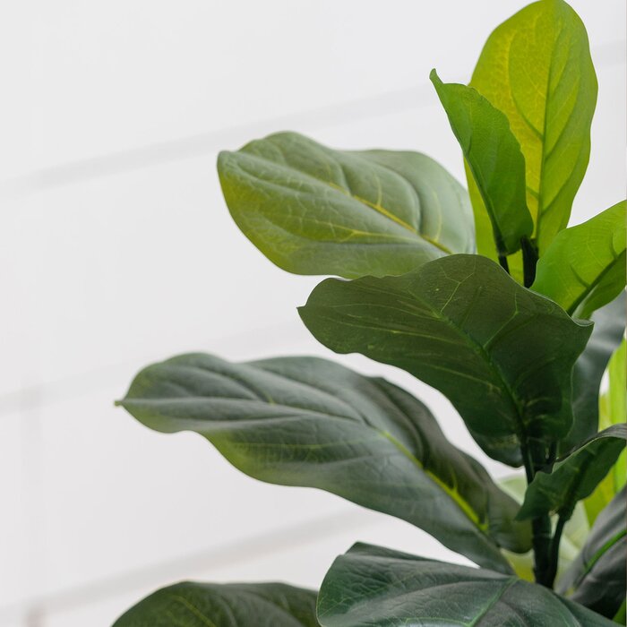 35.4'' Fiddle Leaf Fig Tree in Pot