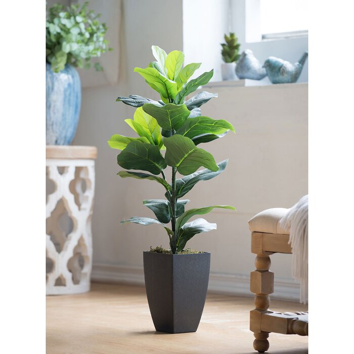 35.4'' Fiddle Leaf Fig Tree in Pot