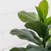 35.4'' Fiddle Leaf Fig Tree in Pot