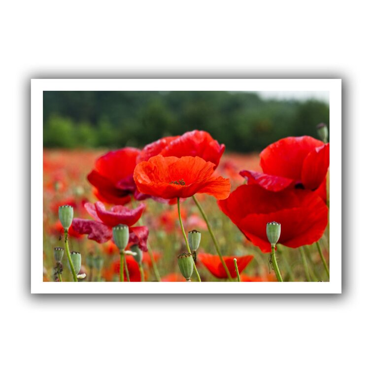 16" H x 22" W Picture Frame Photograph on Canvas