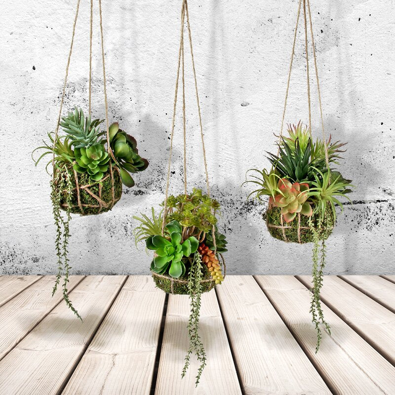 3 Piece Agave Succulent Set CL497