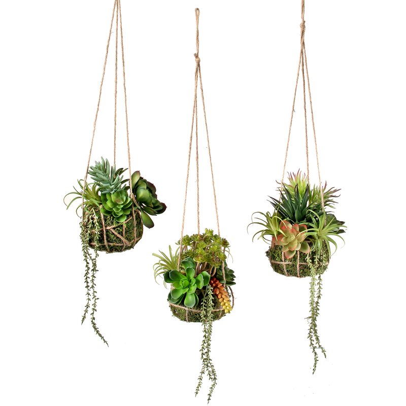 3 Piece Agave Succulent Set CL497