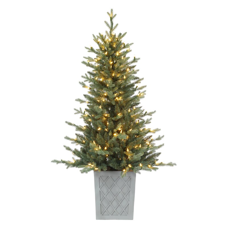 4.5' Barcelona Blue Spruce Pot *as-is*