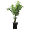 40'' Live Majesty Palm Tree in Planter LX4778