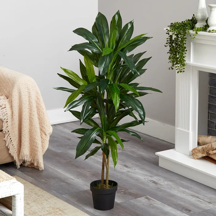 42" Dracaena Plant in Planter