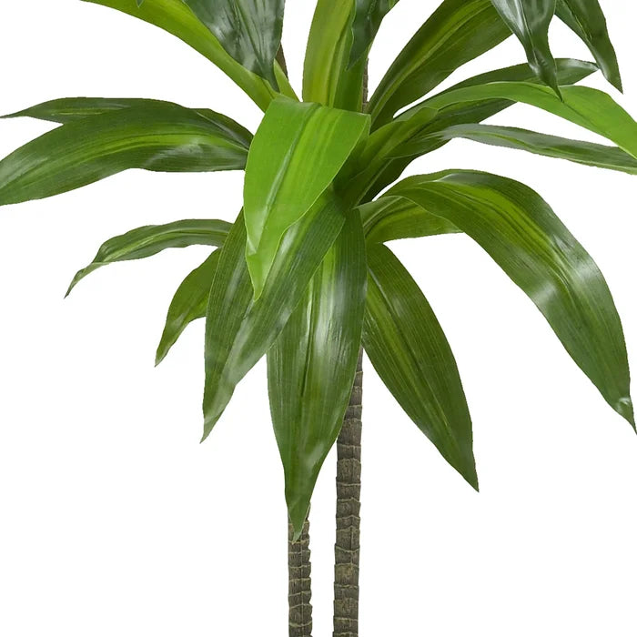 42" Dracaena Plant in Planter