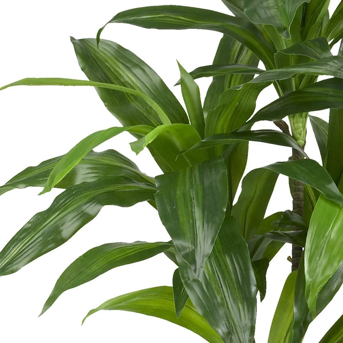 42" Dracaena Plant in Planter