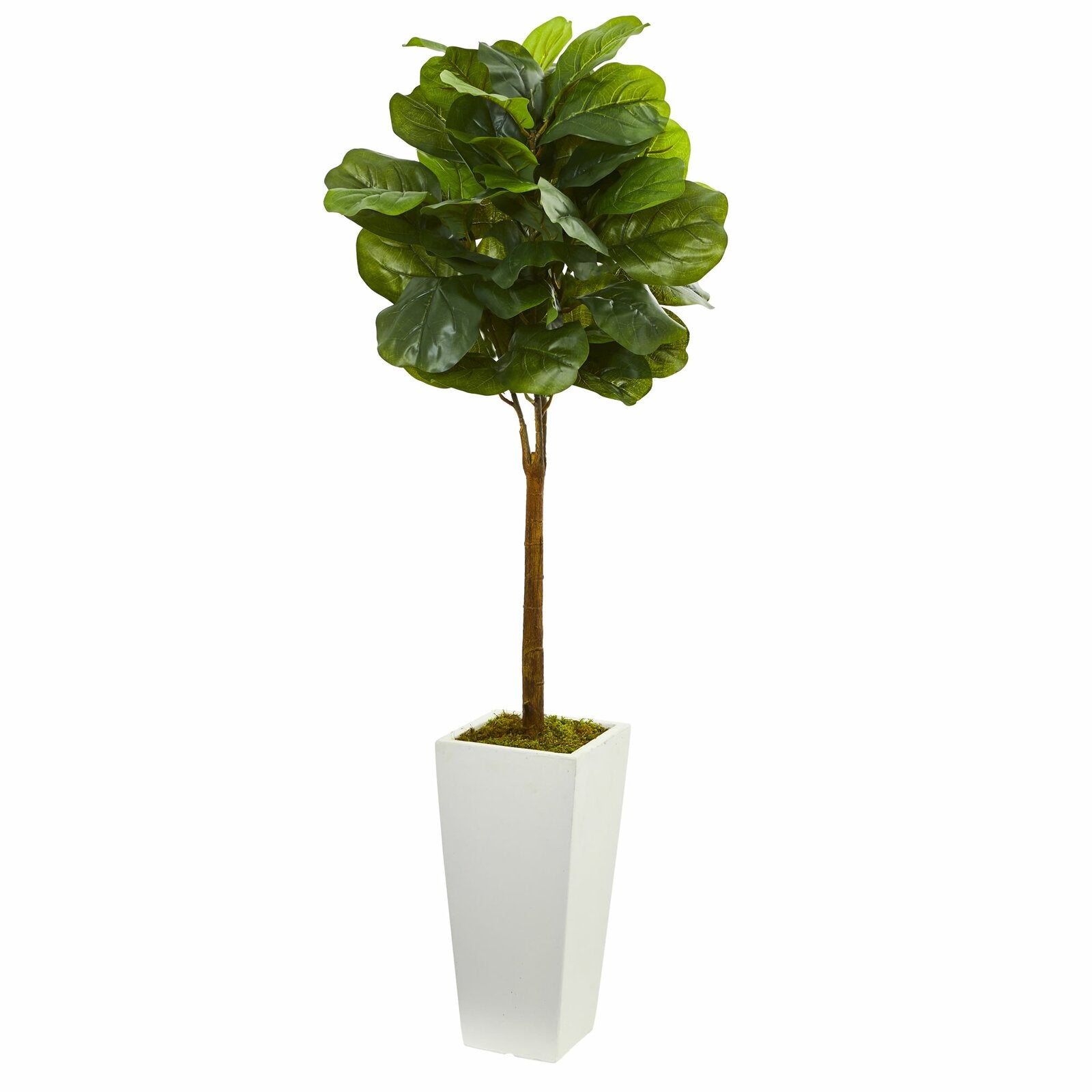 4' Fiddle Leaf Boxwood Topiary in Tower Planter CL240