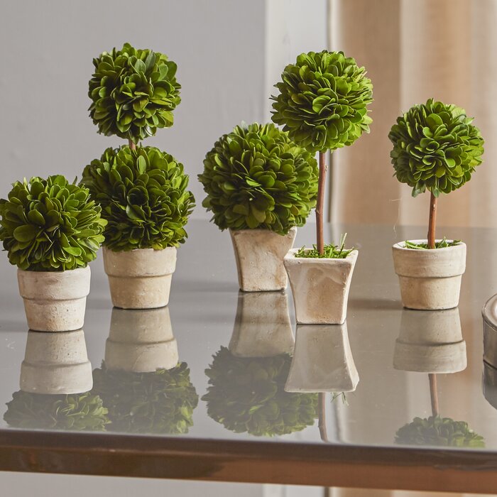 5 Piece Gaudreau Mini Boxwood Topiary in Pot Set EE294