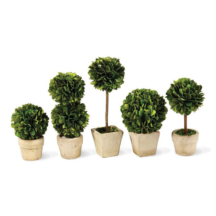 5 Piece Gaudreau Mini Boxwood Topiary in Pot Set EE294