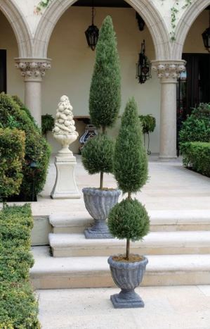60" H x 12" W x 12" D Boxwood Topiary in Decorative Vase K7693
