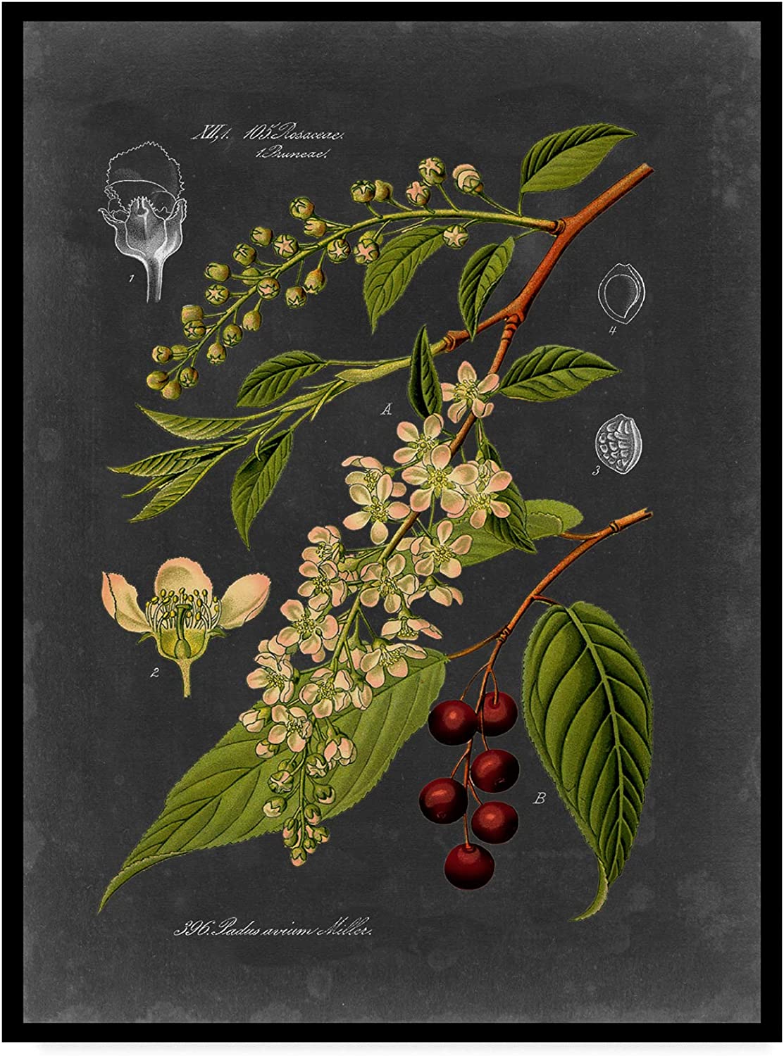 Trademark Fine Art Midnight Botanical Ii by Vision Studio, 14x19-Inch, 14 in x 19 in, Multicolor