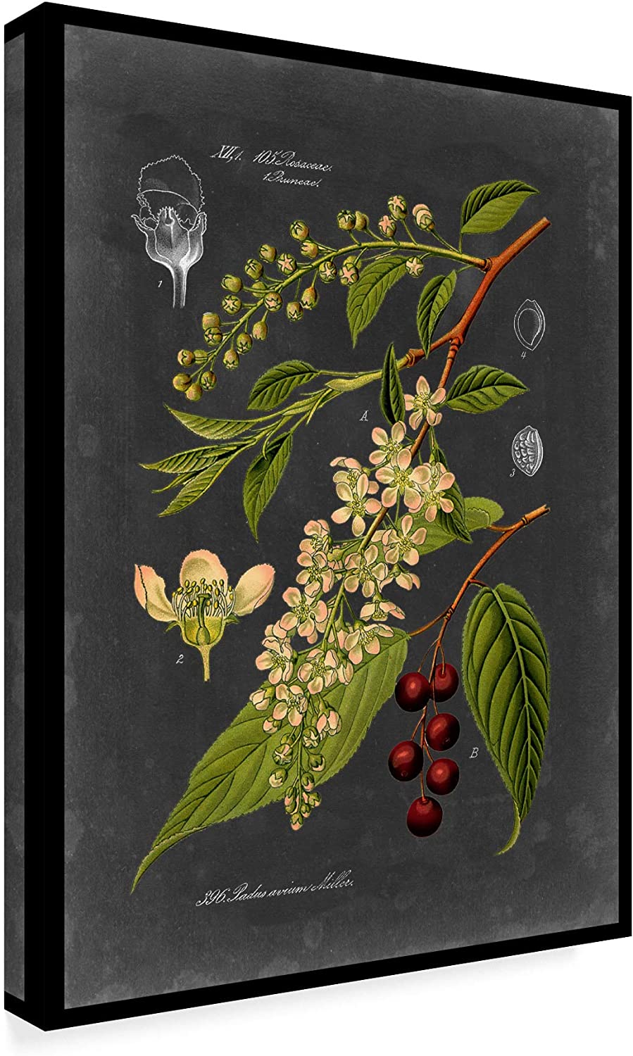 Trademark Fine Art Midnight Botanical Ii by Vision Studio, 14x19-Inch, 14 in x 19 in, Multicolor