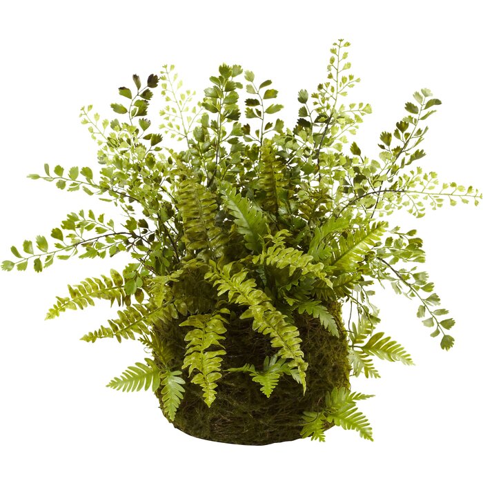8" Mixed Fern Plant in Basket (#K1835)