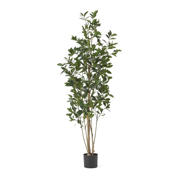 71" H x 29" W x 25" D Abernethy Faux Laurel Tree in Pot