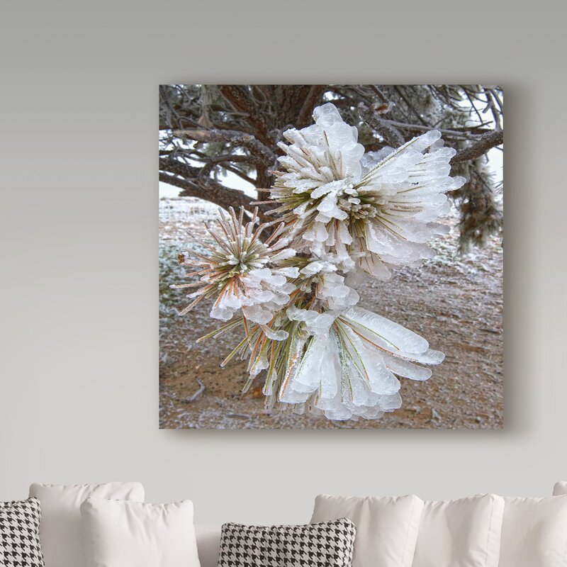 18" H x 18" W x 2" D Amanda Smith Pine Needles And Ice by Amanda Smith - Wrapped Canvas Photograph