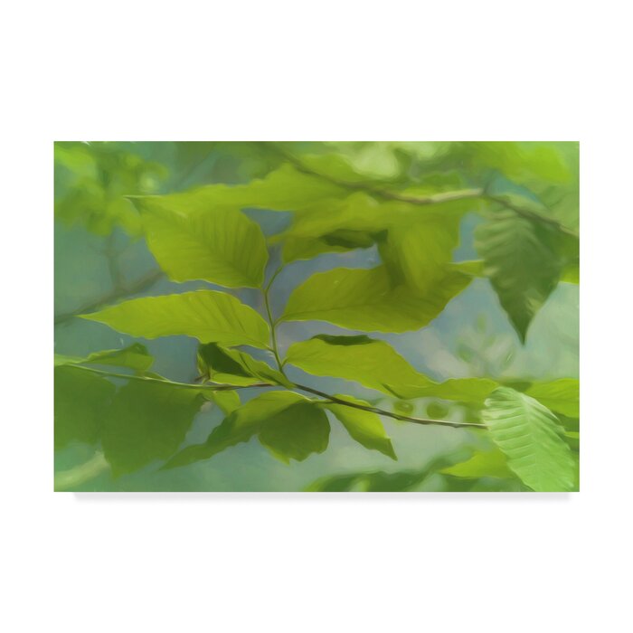 16" H x 24" W Anthony Paladino Elm Leaves In Morning Light by Anthony Paladino - Graphic Art on Canvas