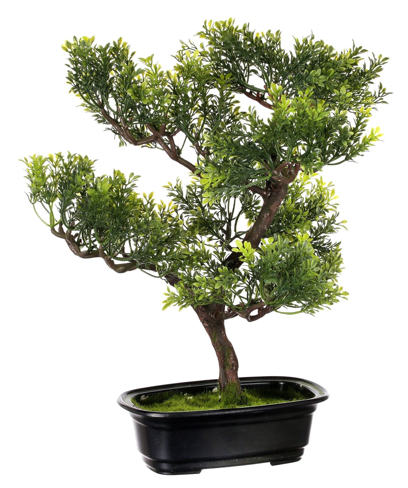 Baby Boxwood Bonsai Tree in Planter SC742