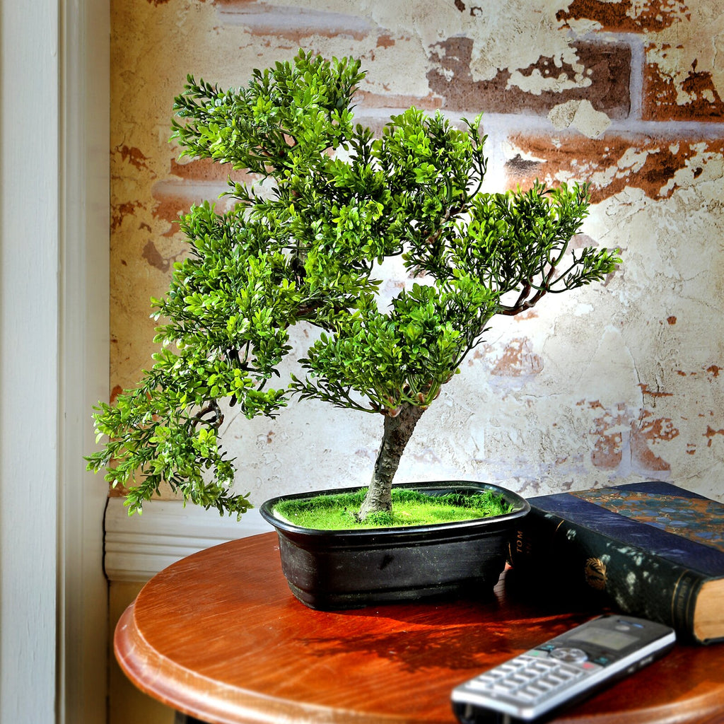 wayfair bonsai tree Baby Boxwood Bonsai Tree in Planter SC742 – Salvage & Co Indy