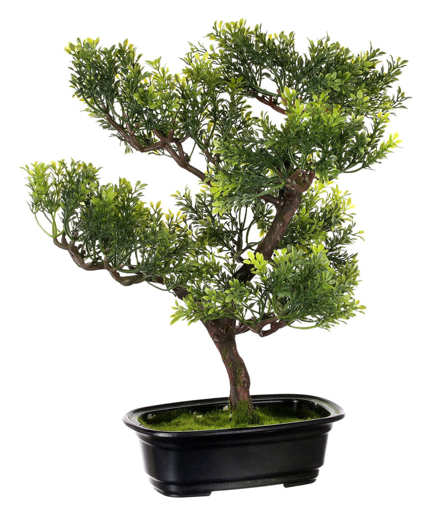 wayfair bonsai tree Baby Boxwood Bonsai Tree in Planter SC742 – Salvage & Co Indy