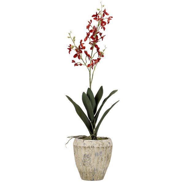 Baby Dendrobium Orchids Floral Arrangement in Planter pt850