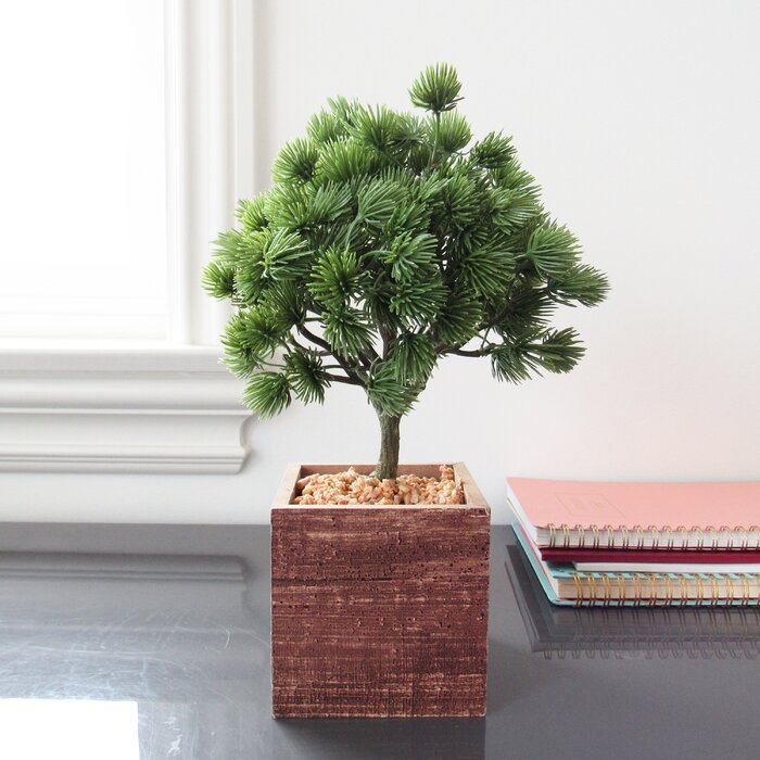 Bonsai Tree in Pot