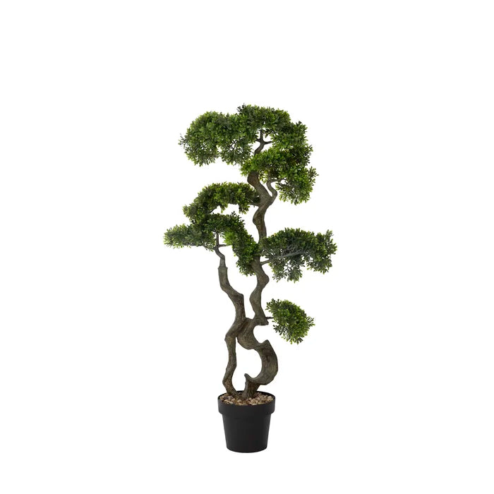 Bonsai Tree in Pot