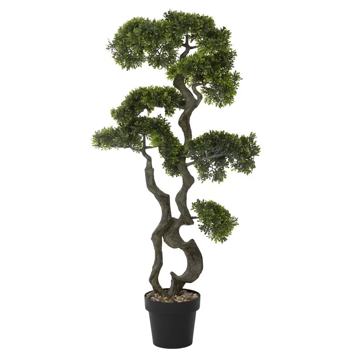 Bonsai Tree in Pot