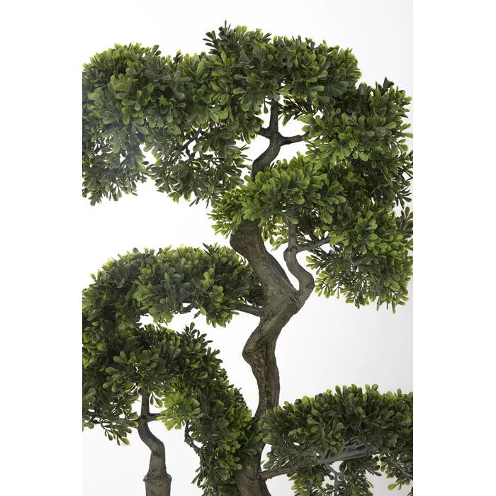 Bonsai Tree in Pot