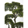 Bonsai Tree in Pot