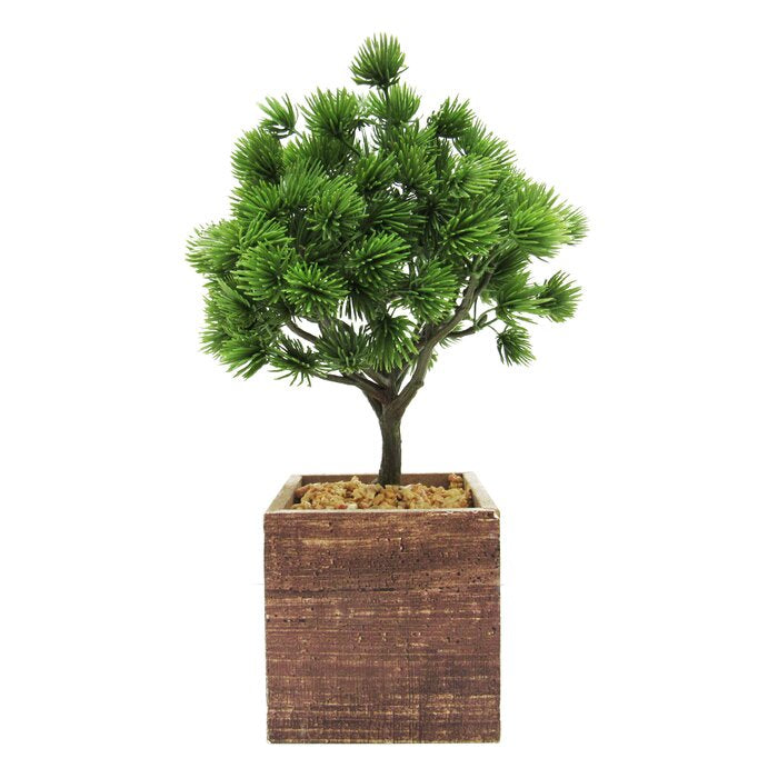 Bonsai Tree in Pot