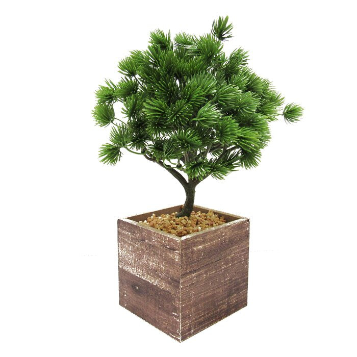 Bonsai Tree in Pot
