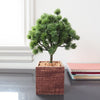 Bonsai Tree in Pot