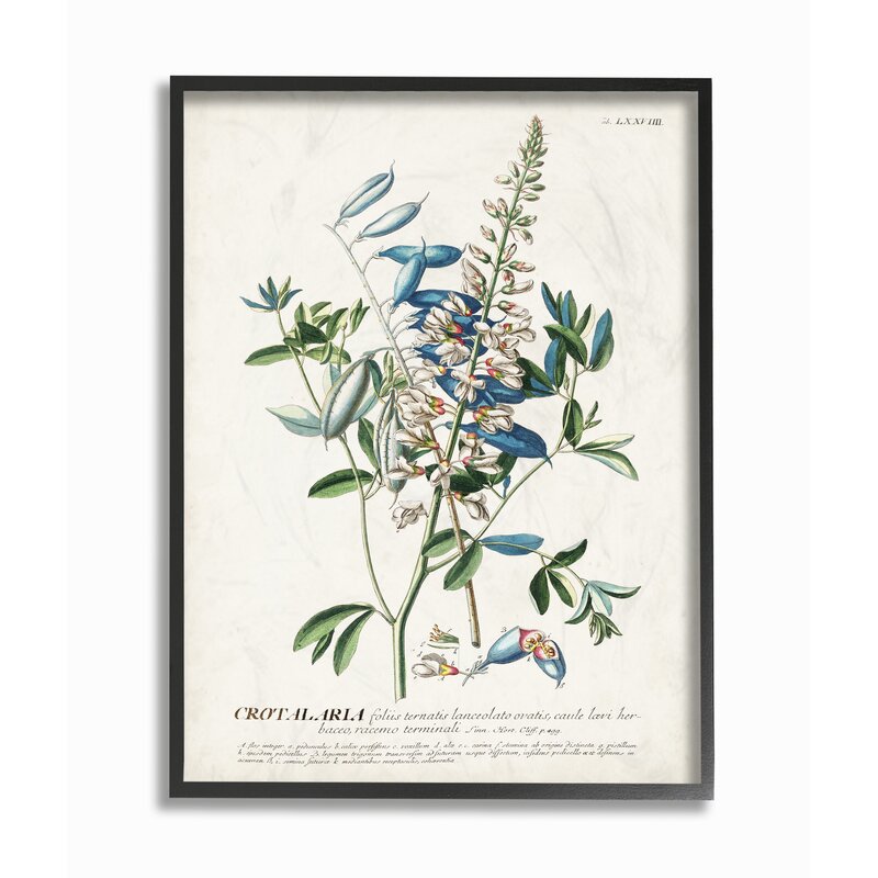 Botanical Plant Illustration Flowers And Leaves Vintage 11"x14" - Print KB156