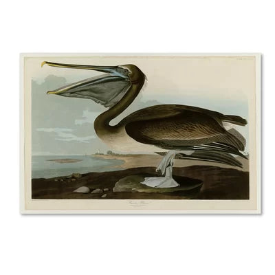 22" H x 32" W Brown Pelican by James Audubon - Wrapped Canvas Painting