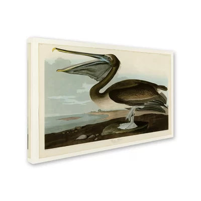 22" H x 32" W Brown Pelican by James Audubon - Wrapped Canvas Painting