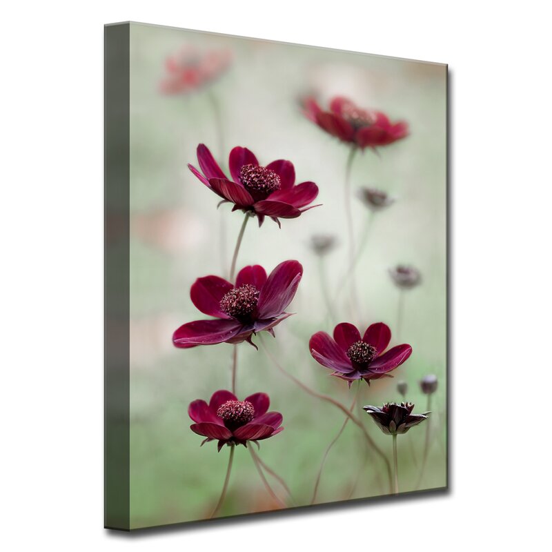 16" H x 12" W x 1.5" D Cosmos Sway - Photograph on Canvas B78-VS236