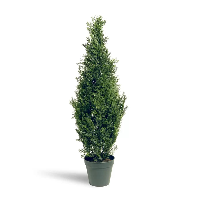 60" H x 13" W x 13" D Evgenia 31.5" Artificial Cedar Topiary in Pot