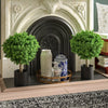 Set of 2 - Hedyotis Boxwood Topiary in Pot (#K1096)