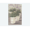 Lavender by Franz Heigl - 26x18 Wrapped Canvas Giclée CYB756