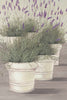 Lavender by Franz Heigl - 26x18 Wrapped Canvas Giclée CYB756