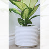 Lesa Ceramic Pot Planter, White - 10
