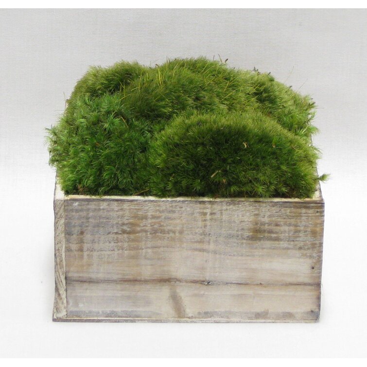 Moss in Stained Wooden Planter