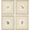 Natural Ferns by Whitaker - 4 Piece Shadowbox Graphic Art Set CYS266