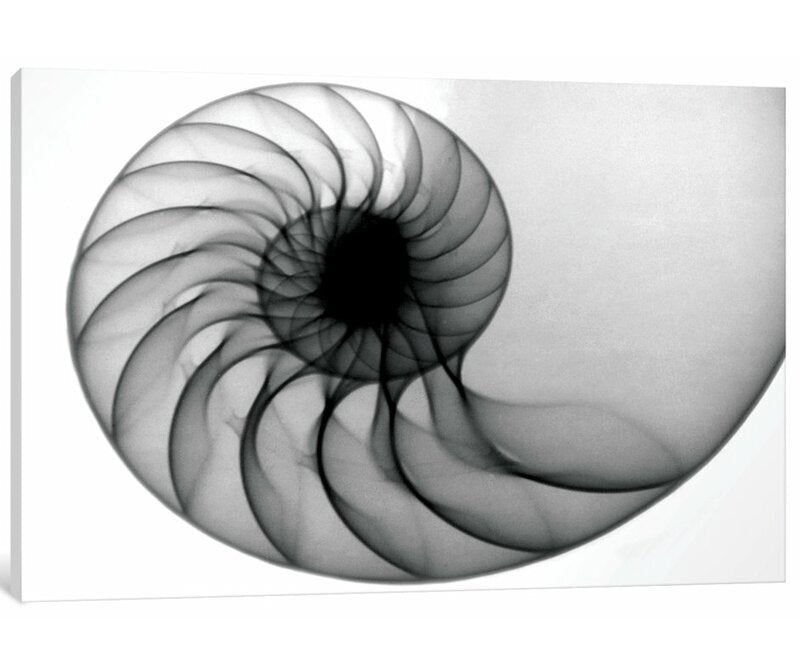 8" H x 12" W x 0.75" D Nautilus by Hong Pham - Wrapped Canvas Gallery-Wrapped Canvas Giclée LC600
